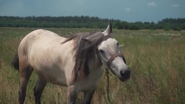 Білий дорослий кінь приносить в поле влітку — стокове відео