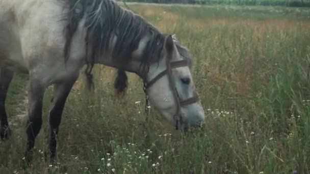 KIEV - UCRÂNIA JULHO 2021 cavalo branco com juba cinza pastoreia no campo durante o dia — Vídeo de Stock