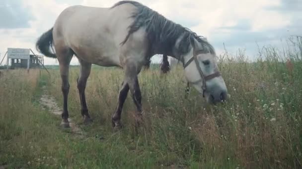 ม้าขาวที่มีคอกสีเทาในสนามในช่วงกลางวัน — วีดีโอสต็อก
