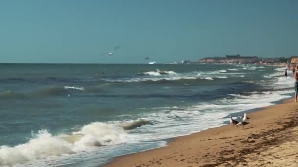 Вид на Черное море. люди плавают, чайки в поисках пищи, волны, безоблачное небо — стоковое видео