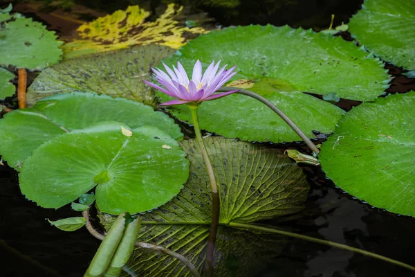 Krásná aplikace Lotus v bazénu — Stock fotografie