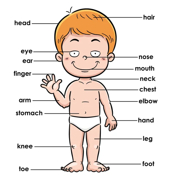 Parte do vocabulário —  Vetores de Stock