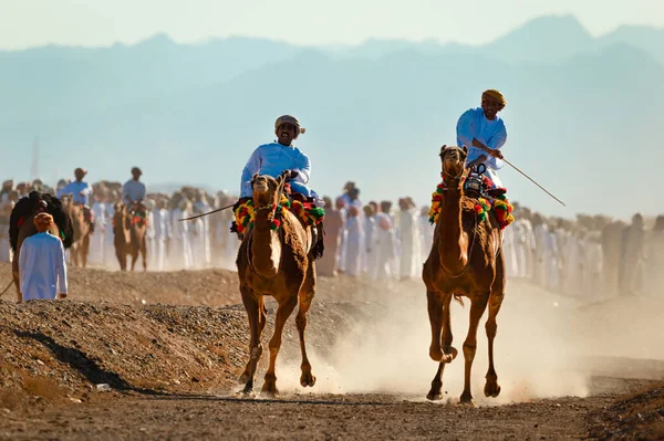 Oman Gennaio 2021 Tiene Una Tradizionale Gara Cammelli Due Piloti — Foto Stock