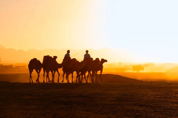 Oman Gennaio 2021 Gruppo Cammelli Sono Allevati Due Cavalieri Cammello — Foto Stock