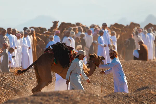 Oman Gennaio 2021 Cammelli Prendono Cura Cammello Ferito Nel Bel — Foto Stock