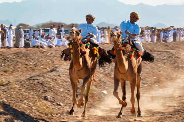 Oman Stycznia 2021 Odbywa Się Tradycyjny Wyścig Wielbłądów Dwóch Jeźdźców — Zdjęcie stockowe