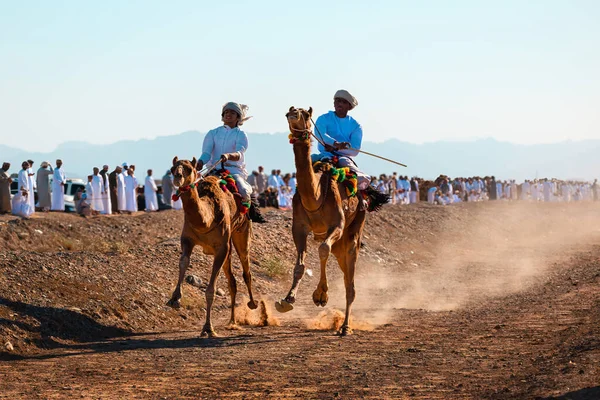 Oman Gennaio 2021 Tiene Una Tradizionale Gara Cammelli Due Piloti — Foto Stock