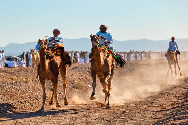 Oman Stycznia 2021 Odbywa Się Tradycyjny Wyścig Wielbłądów Dwóch Jeźdźców — Zdjęcie stockowe