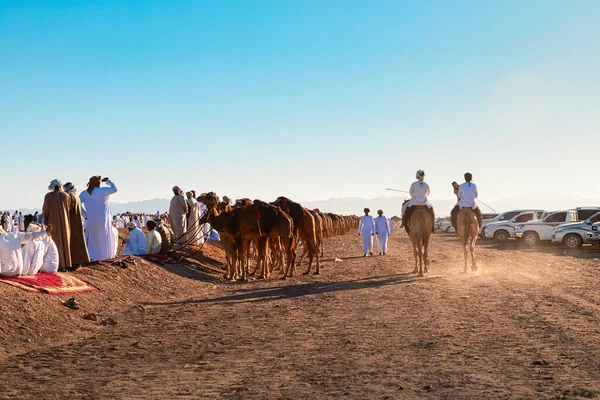 Oman Stycznia 2021 Dwóch Jeźdźców Wielbłądów Przekracza Linię Wielbłądów Które — Zdjęcie stockowe