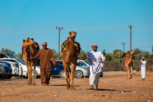 Oman Gennaio 2021 Proprietario Del Cammello Tiene Suo Cammello Mentre — Foto Stock