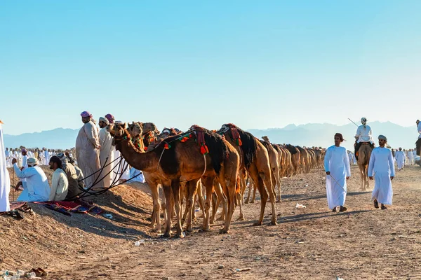 Oman Gennaio 2021 Cammelli Partecipanti Sono Fila Uno Spettacolare Evento — Foto Stock