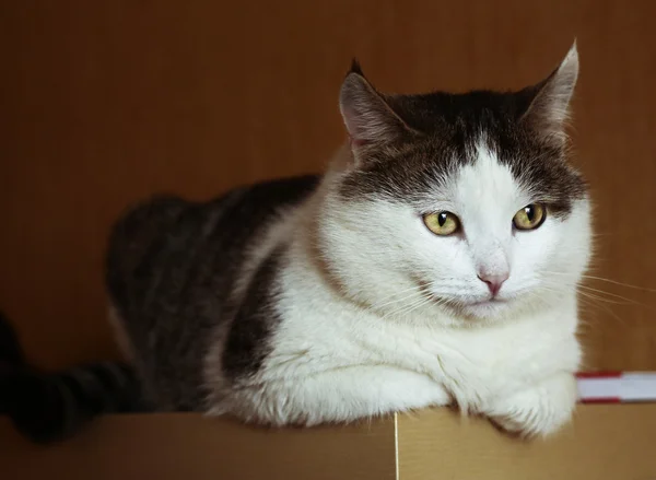 Arrogante sguardo siberiano grasso gatto sedersi sulla credenza — Foto Stock