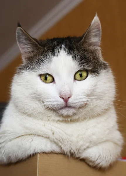 Arrogante mirada siberiana gato gordo sentarse en el armario —  Fotos de Stock