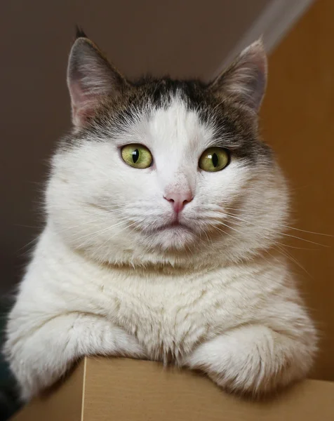 kibirli göz Sibirya şişman kedi otur dolap