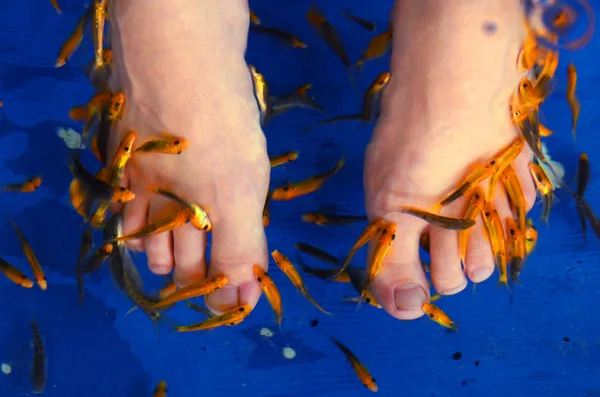 Pés sofrem procedimento de descascamento de peixes no aquário — Fotografia de Stock