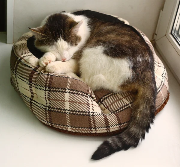 tom cat sleep in pet bed close-up photo