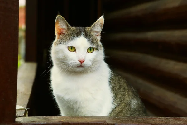 Gato no campo bloco casa fundo — Fotografia de Stock