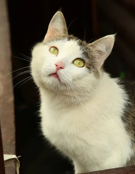 시골 국가 블록 하우스 배경에 고양이 — 스톡 사진