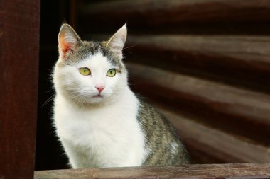 kedi kırsal ülke blok ev zemin üzerine