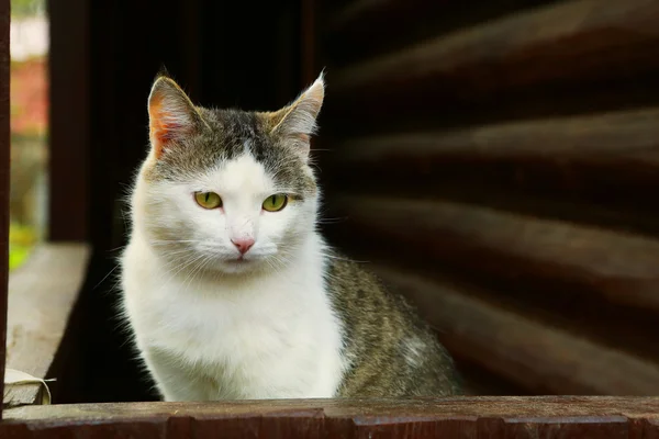 Gato no campo bloco casa fundo — Fotografia de Stock