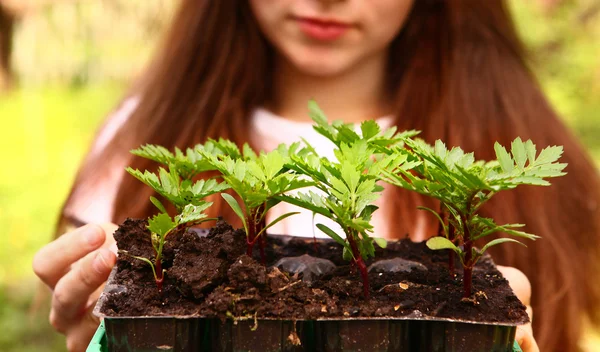 Teen girl hold spring sprouts in the box — Stock Photo, Image