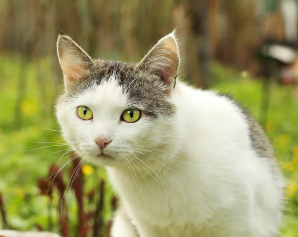 Katt jakt på nära håll nosen porträtt — Stockfoto