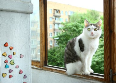 tom cat sit on the balcony close up photo clipart