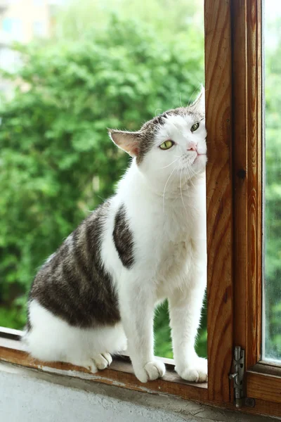 Tom kat zit op het balkon close-up foto — Stockfoto