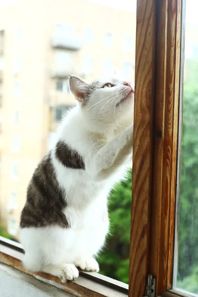 Tom cat sedět na balkoně zblízka fotografie — Stock fotografie