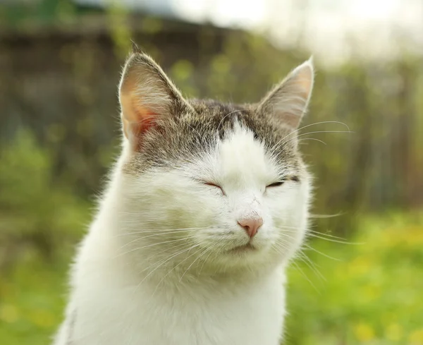 Gato siberiano de cerca retrato de la cara —  Fotos de Stock