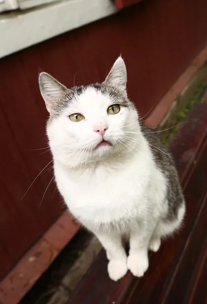 Drôle de photo de chat sibérien — Photo