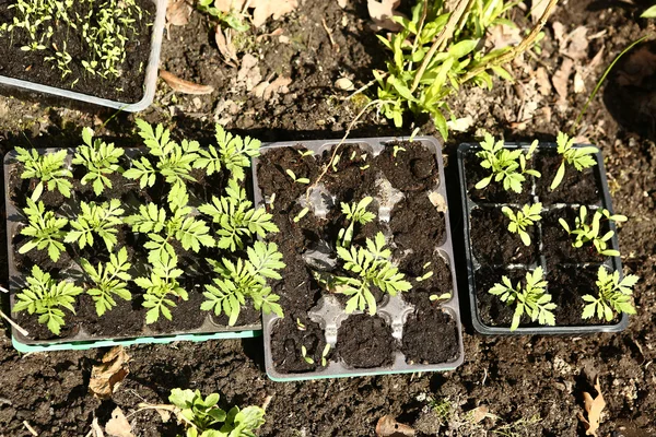 Spring sprouts in pots ready planting out — Stock Photo, Image