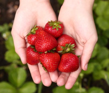 yeşil zemin üzerine olgun Bahçe çilek