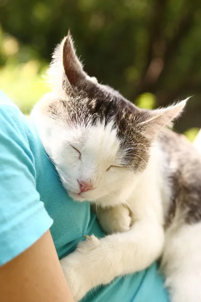 Gatto siberiano Tom ritratto ravvicinato sul seno umano — Foto Stock