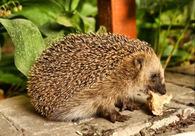 hedgehog eat outdoor dinner leftovers clipart