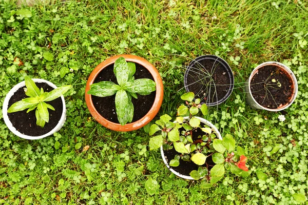 Pot plants on lawn background closeup photo — Stock Photo, Image