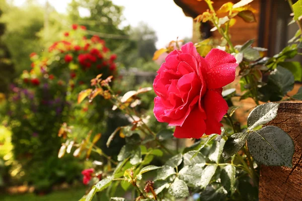 雨の滴をクローズ アップ写真で赤いバラ — ストック写真