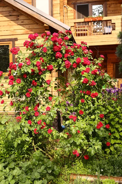 Vermelho rosa arbusto no fundo da casa de campo — Fotografia de Stock