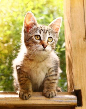 Yaz bitkiler üzerinde küçük çizgili gri kedicik