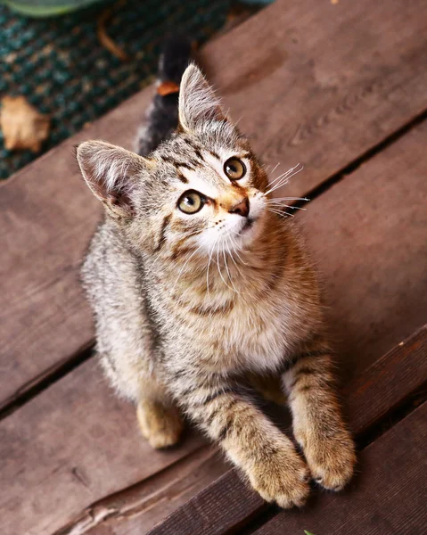 Küçük çizgili Gri kedi yavrusu sundurma — Stok fotoğraf