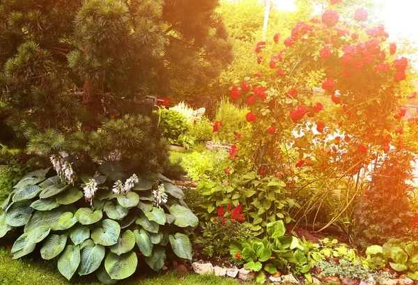 Европейский сад с соснами и красной розой — стоковое фото