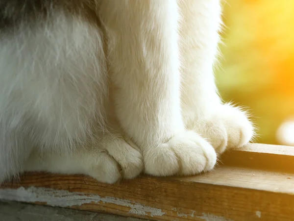 고양이 발 창 발코니 배경 — 스톡 사진