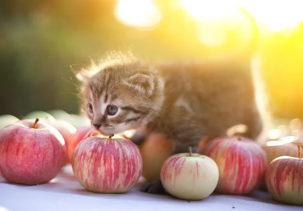 Kätzchen bei der Äpfel-Ernte im Freien — Stockfoto