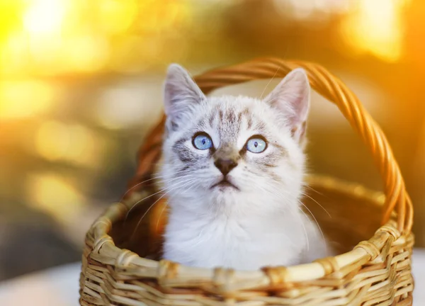 Blue eyed siamese kitten in basket close up photo — Stock Photo, Image