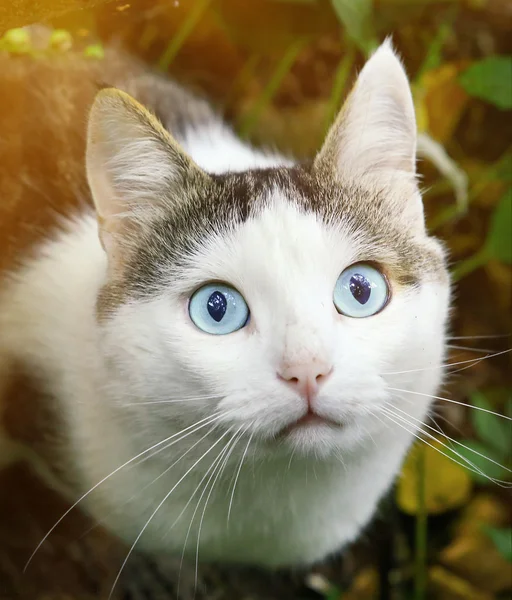 Cat hunting close up portrait — Stock Photo, Image