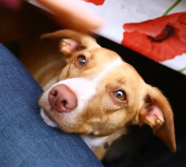 Hund bettelt um Wurst aus nächster Nähe Porträt — Stockfoto