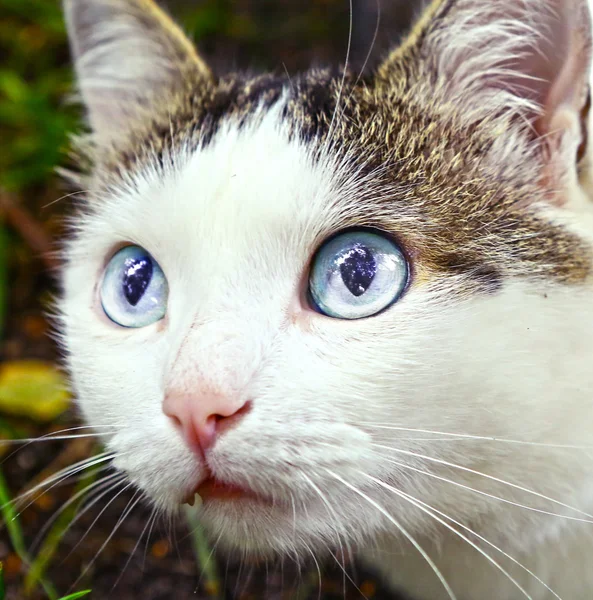 Blue eyed hunting tom cat close up photo — Stock Photo, Image