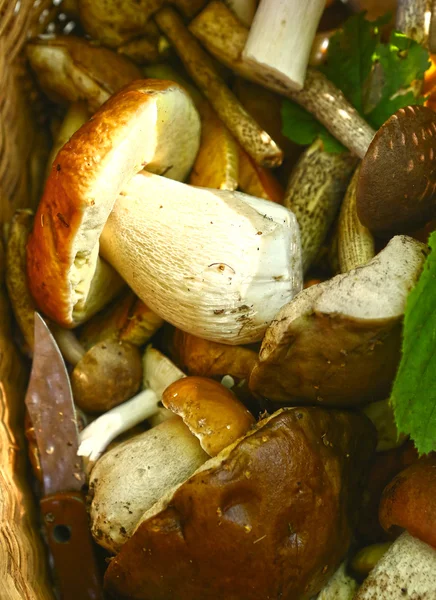 Boletus mushrooms in basket close up photo — Stock Photo, Image