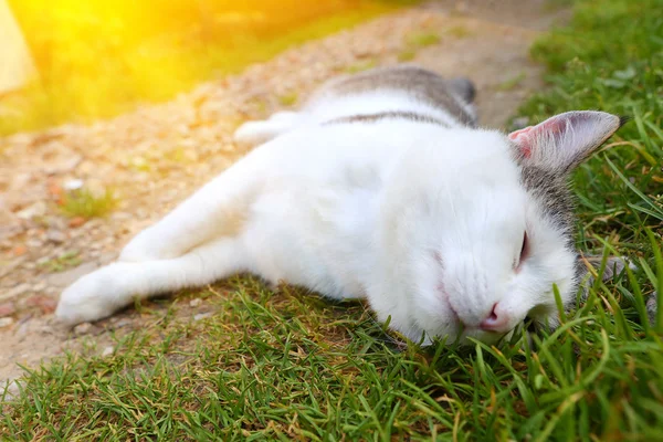 Sieste de chat sur groun chaude journée d'été — Photo