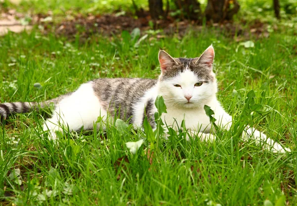 Kot syberyjski tom poczty na lato na tle kraju — Zdjęcie stockowe